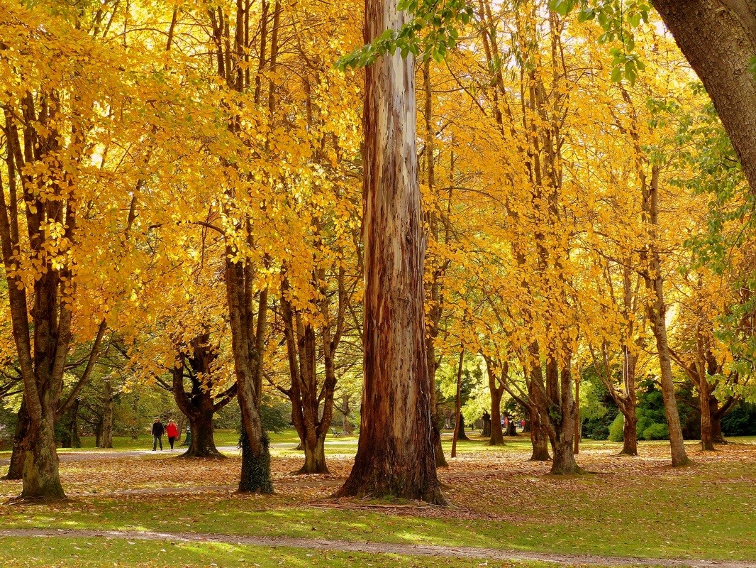 这种秋天的黄，当你不是亲眼所见，你会觉得这幻如童话之中